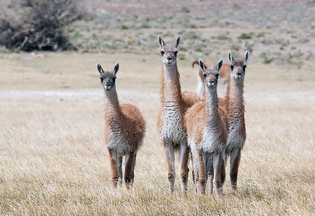 Основными врагами у гуанако принято считать пуму, гривистого волка, одичавших собак