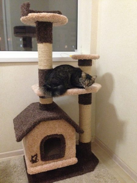 Можно ли и как приучить кошку к когтеточке, если она взрослая