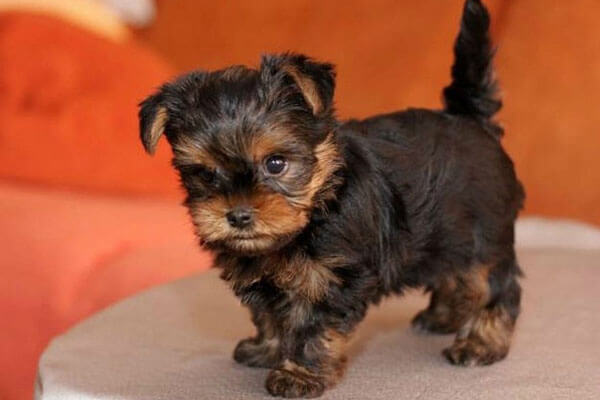 одиннадцать