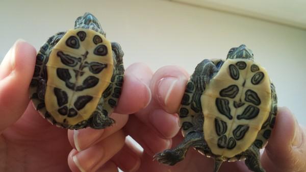 Сколько живут красноухие черепахи в домашних условиях