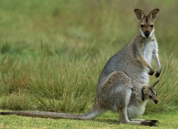 Кенгуру-животное-описание-особенности-вид-образ жизни-и-среда обитания-кенгуру-12