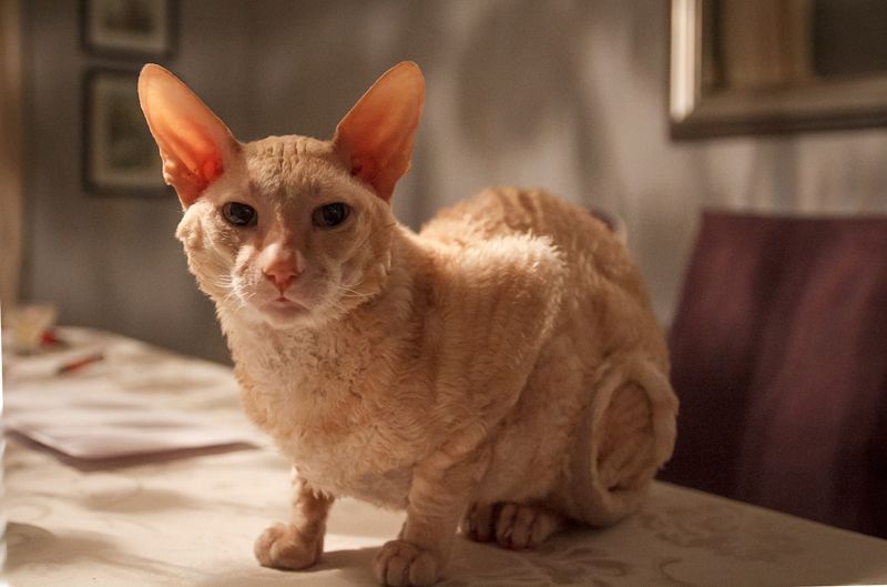 Красный корниш-рекс