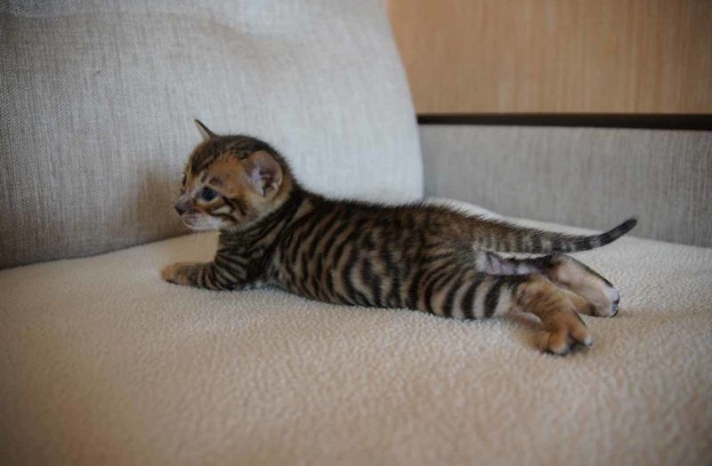 Игрушки Котёнок Тойгер