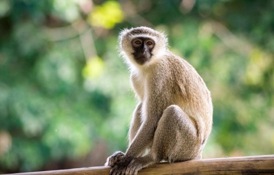 На каком континенте живут обезьяны