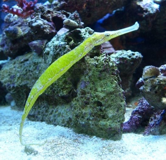 Крымские эндемичные растения и животные