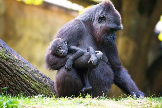 Обезьяна-кот