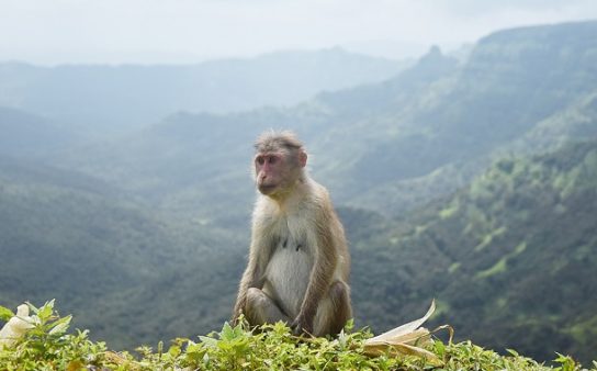 Сколько живут обезьяны