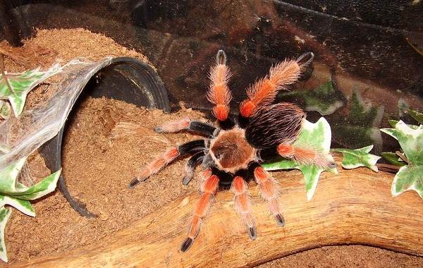 Паук-птицеед-Описание-особенности-виды-образ-жизни-и-среда-обитания-птицееда-11