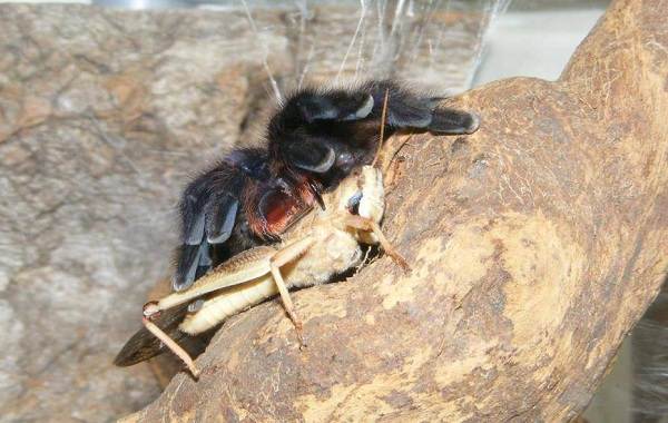 Паук-птицеед-Описание-особенности-виды-образ-жизни-и-среда-обитания-птицееда-15