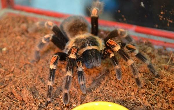 Паук-птицеед-Описание-особенности-виды-образ-жизни-и-среда-обитания-птицееда-18