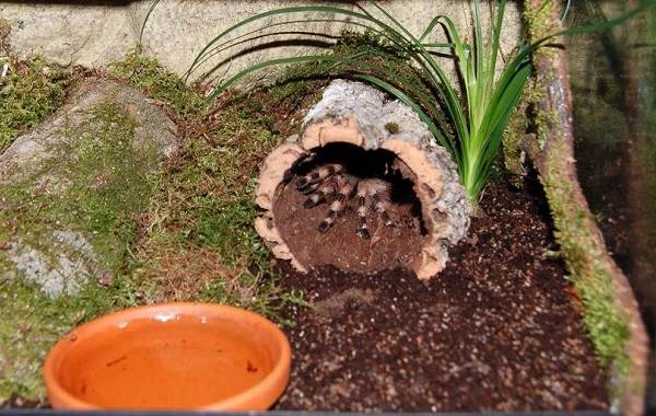 Паук-птицеед-Описание-особенности-виды-образ-жизни-и-среда-обитания-птицееда-19