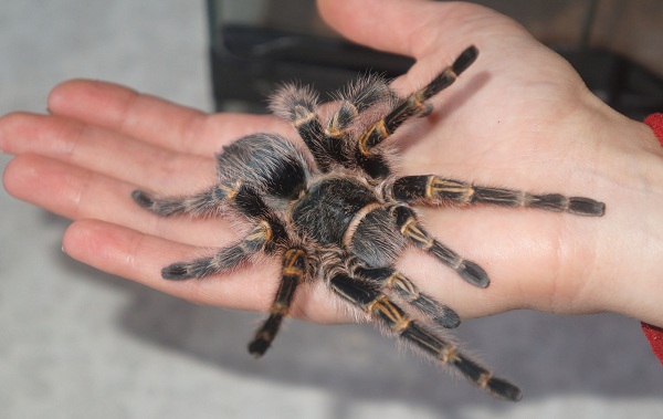 Паук-птицеед-Описание-особенности-виды-образ-жизни-и-среда-обитания-птицееда-22