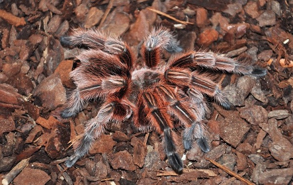 Паук-птицеед-Описание-особенности-виды-образ-жизни-и-среда-обитания-птицееда-24