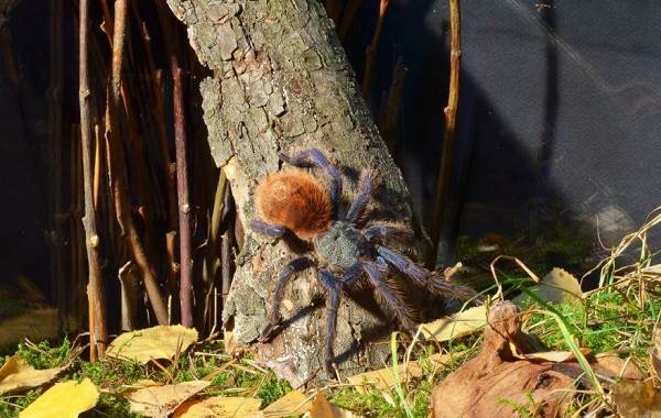 Паук-птицеед-Описание-особенности-виды-образ-жизни-и-среда-обитания-птицееда-3