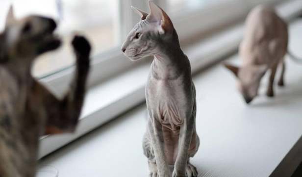 Петерболд Петерболд на окне