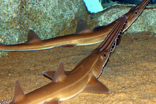 Виды акул – описание, название, отряды акул