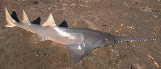 Виды акул – описание, название, отряды акул