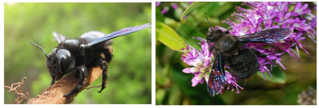 Пчела-плотник: описание, где обитает, чем питается, подвиды, цвета, интересные факты
