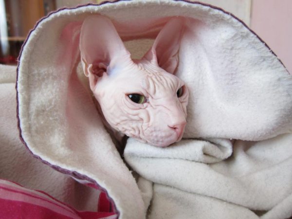Лысые кошки нуждаются в тепле