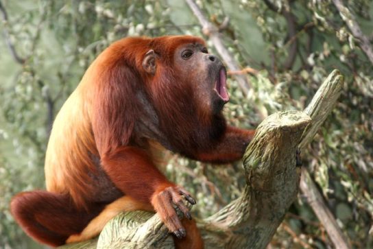 Виды обезьян, разновидности обезьян