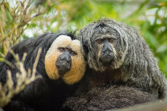 Виды обезьян, разновидности обезьян