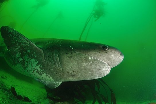 Виды акул – описание, название, отряды акул