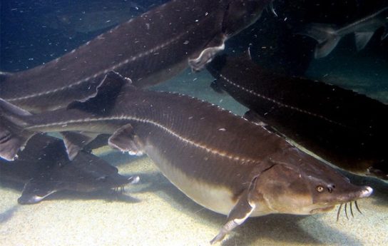 Красная книга Краснодарского края