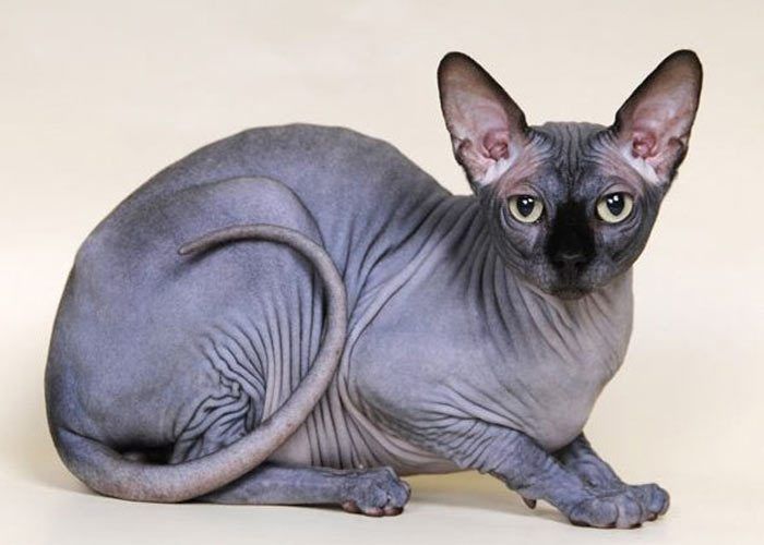 Прикоснись к сфинксу Обучаемый сфинкс