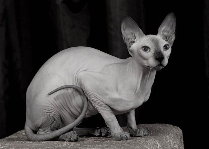 Серый канадец Тощий сфинкс