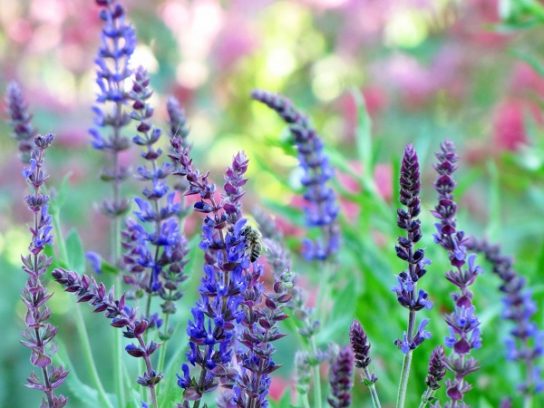 Крымские эндемичные растения и животные