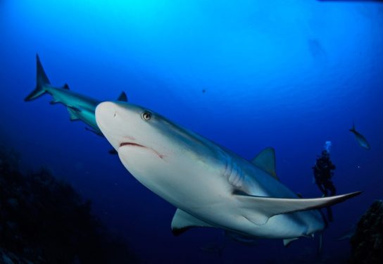Виды акул – описание, название, отряды акул