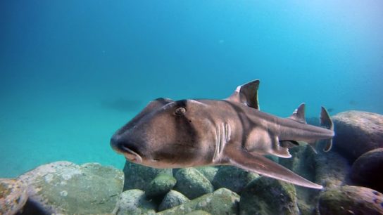 Виды акул – описание, название, отряды акул