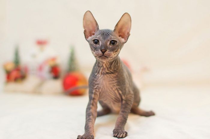 Котенок донского сфинкса Котенок сфинкса