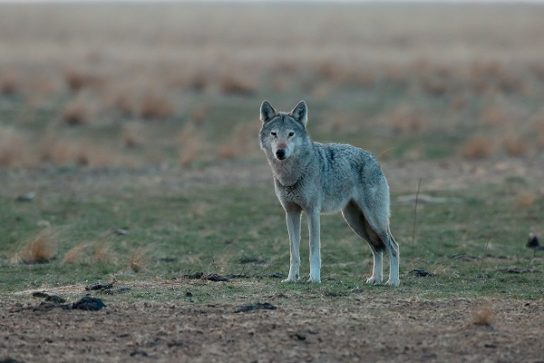 Фото степного волка - врага сайгака Кто враги сайгака