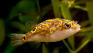 тетрадон карликовый