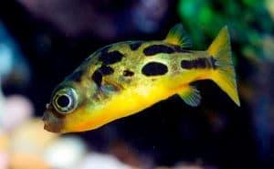 тетрадон карликовый