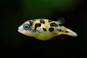 тетрадон карликовый