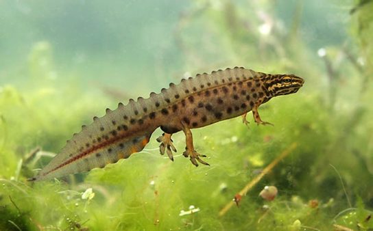 Красная книга Краснодарского края