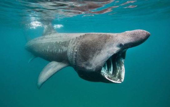 Виды акул – описание, название, отряды акул