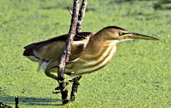 Животные и растения Алтайского края, занесенные в Красную книгу
