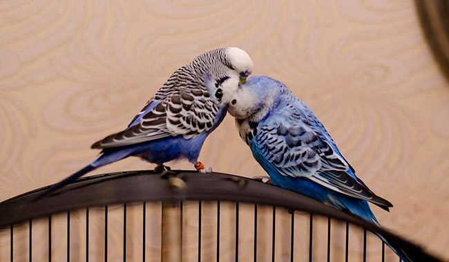 выставочный волнистый попугай чех