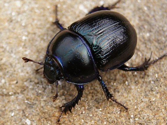 Животные пустыни и их удивительные механизмы приспособления