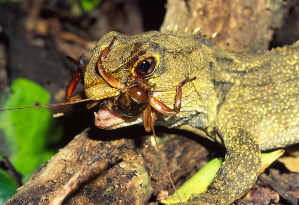 Гаттерия, или туатара (лат