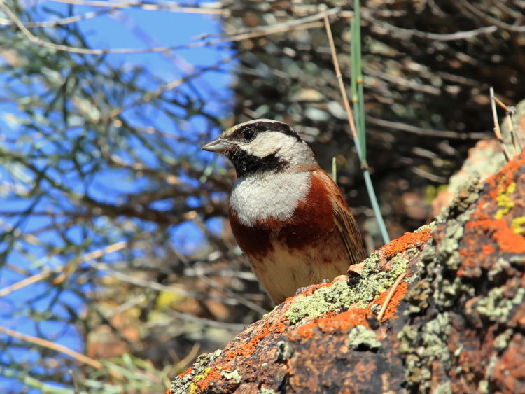 Обыкновенная овсянка: описание самца и самки, особенности питания и пения