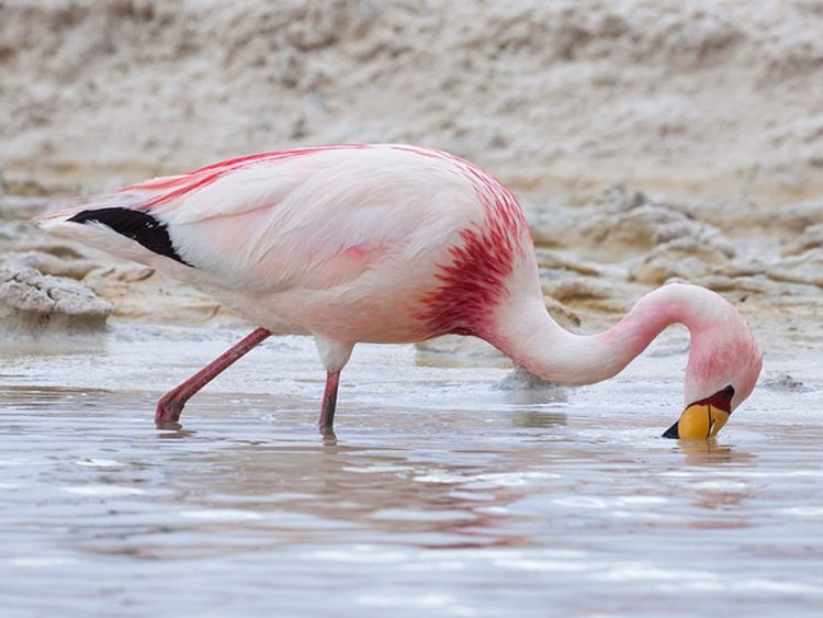 Фламинго - интересные факты, описание, летают или нет, птица и Красная книга