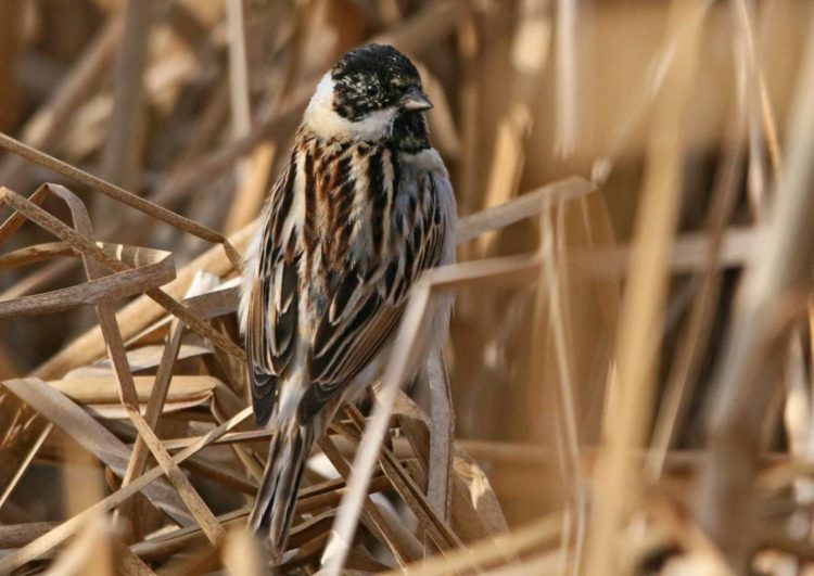 Обыкновенная овсянка: описание самца и самки, особенности питания и пения