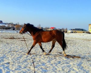 Тракененская лошадь