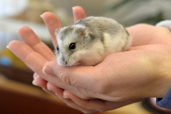 Молодой хомяк в долине