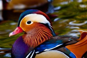 мандаринка