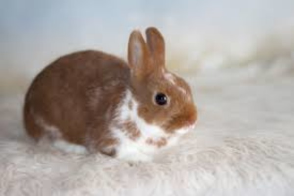 Период половой охоты